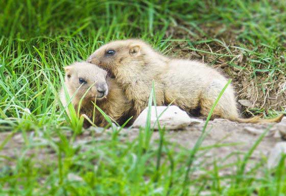 Marmots (c) Dietmar Denger